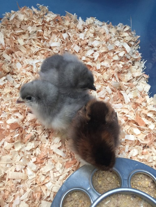 bukbot: ghoulsjw:   bukbot:  elaboratelysimple:  New birds!  Birds ! GOT RUN OVER BY A CAR?  No, Bukbot!! They’re just babies!   Birds !  Birds ! 