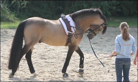 equine-awareness:  The Plea of the Ruined Horse  “There are innumerable factors