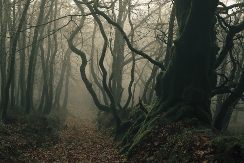 ardley:Perspectives on a WoodlandPhotographed by Freddie Ardley