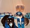 tami-taylors-hair:yehudah:compilationHappy Hanukkah to all my Jewish human friends and Happy Hannukkat to their cats!