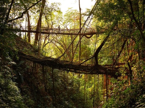 ladyinterior:  India’s Fascinating Tree Root Bridges Grow Stronger Every Year. In the wettest place on Earth, the village of Mawsynram in Meghalaya, India are some of the most fascinating bridges you’ll ever see. These “living bridges” are formed