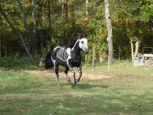 moshita:  Raven the Skeleton Horse  Sandy Cramer of Knot Just Rope tack shop has a jet black horse named Raven. Raven is very patient and stood for 2.5 hours for her Halloween paint job as a skeleton. The ten-year-old horse was first painted for Halloween