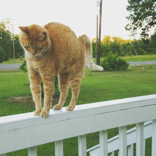 thesteampunkbuddha: STRETCHHHHHH!!!! #crazycatlady @mostlycatsmostly @crazycatfreaks