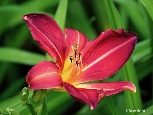 rosemonetphotos:Hemerocallis    07&gt;2017HémérocalleLis d'un jour