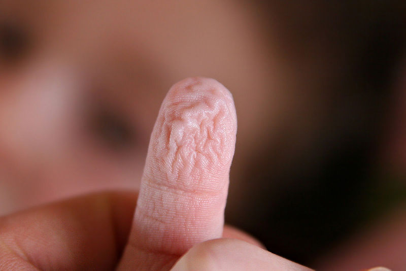 blua:  Water-Wrinkled Fingers Hold Evolutionary Purpose Wrinkly fingers caused by