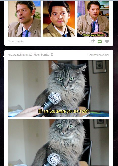 fandom-chan: Dash no… Dash plz… dash… stahp.