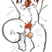 ergofobia: BEL OURS POILU ROUX !