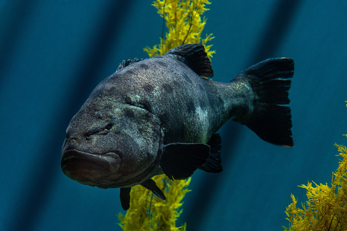 Monterey Bay Aquarium — Resting Fish Face Friday. You know the