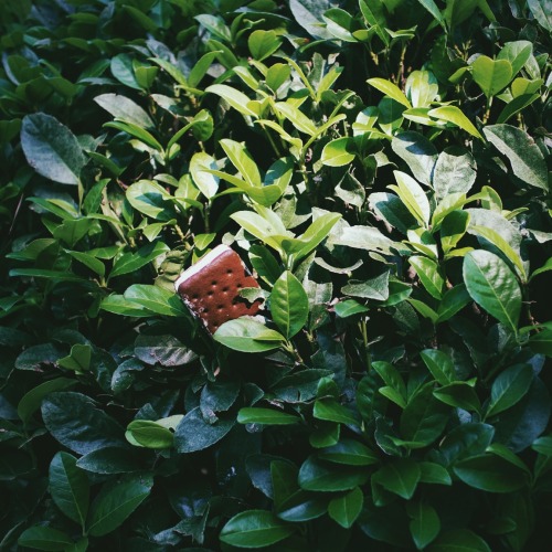 Ice Cream Sandwiches, much like Instagrammers, love chasing light.@timlampe on Instagram#SummerOfIce