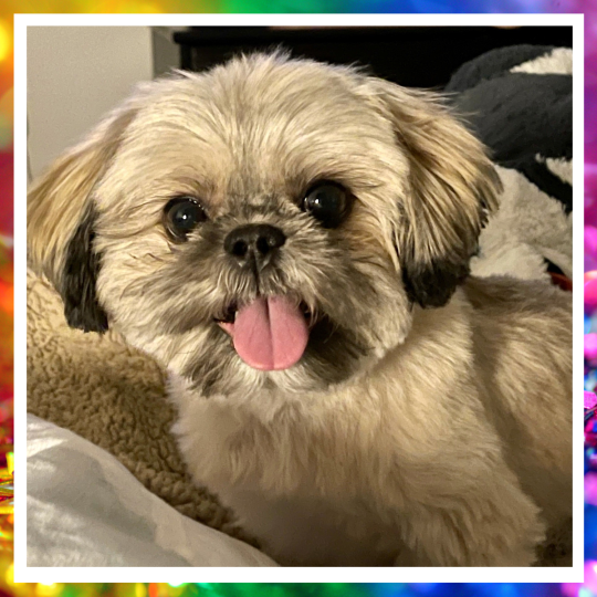 ID: A small tan and white Shih Tzu with dark eyes looking directly into the camera with her tongue hanging out. She looks like a teddy bear.  The image is surrounded by a rainbow gradient frame.