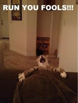 dangerouslycutecats:  run!!! - FUNNY CAT PHOTOS https://t.co/6N3itlKIxO #funnycats #catpics #cats #catsoftwitter https://t.co/7emzM69rmb click here to see funny cat photos: http://ift.tt/1lQnd6M