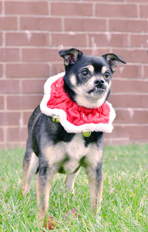 Maple is available for adoption at the Henrico Humane Society! 