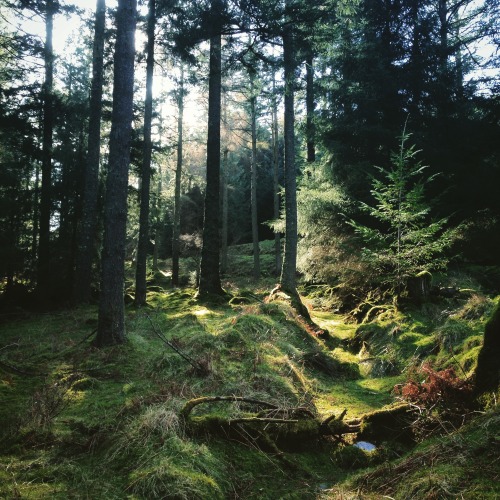 enchantedwoodlands: wicklow, ireland