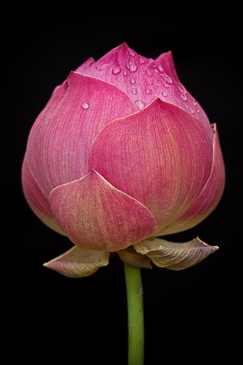 simplyblackandcolor: RED LOTUS by Lessy Sebastian