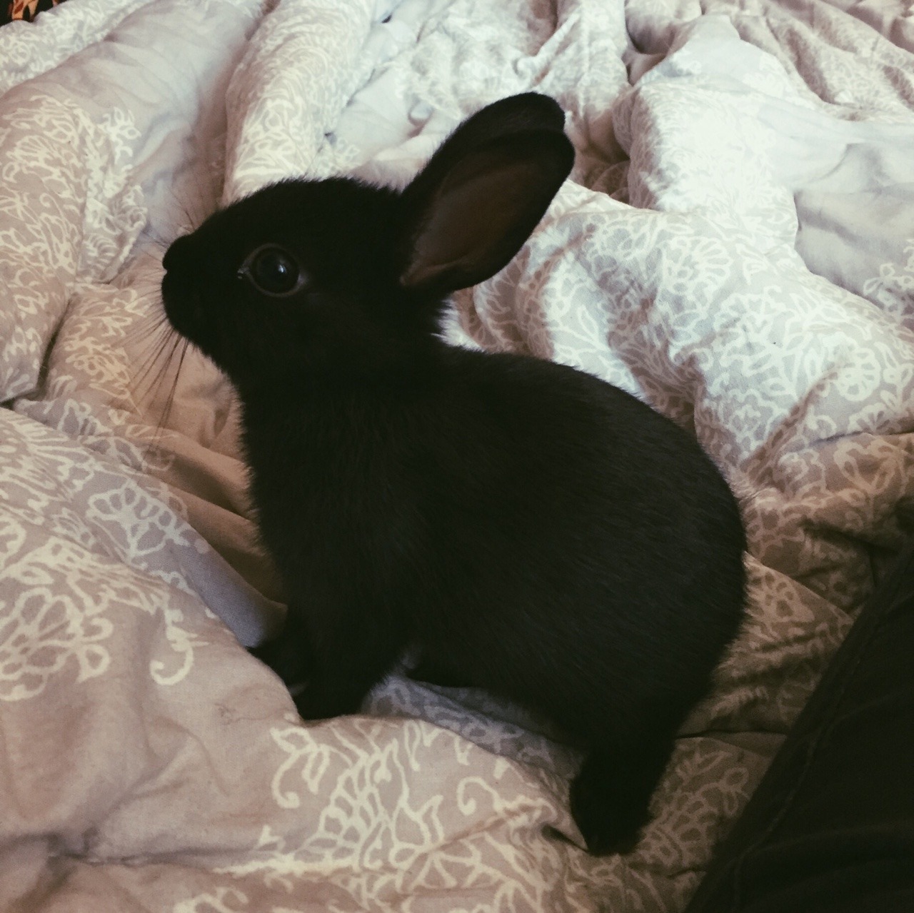 marmaladeteaa: My little bunbun