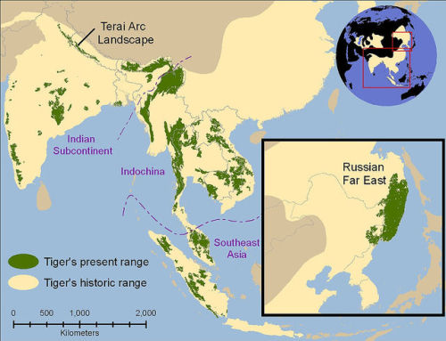 Historic and present range of lion, tiger, and leopard