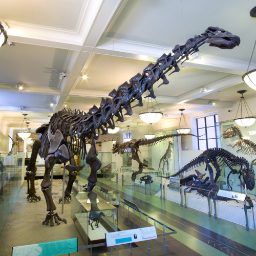 amnhnyc:The Museum’s Apatosaurus, collected in the late 1890s, was the first sauropod dinosaur ever 