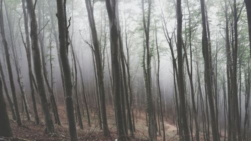 In The Forest, MyPhotography, Vintage, Adventure, Shadow, Nebbia, Bosco, ✨ Unicorns ✨, Relax, Voice by Ester Alisan on EyeEm