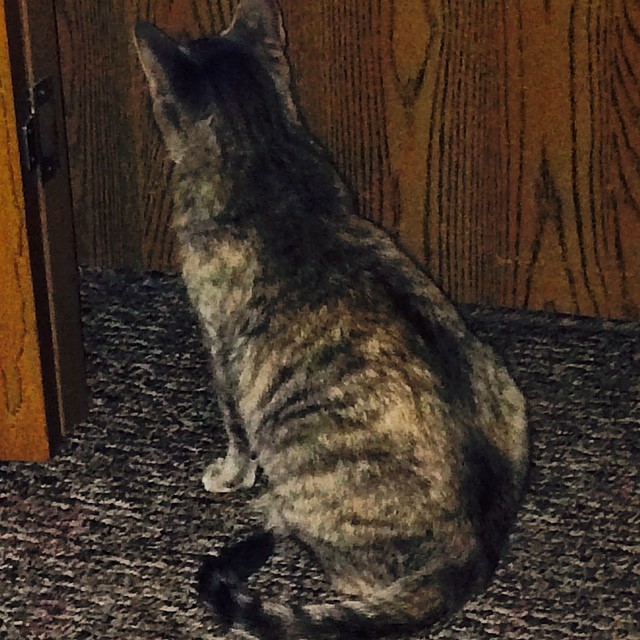 This is what happens when the 11y/o shuts her door…the cat sits and meows..and meows…and meows.