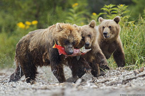 Porn fuck-yeah-bears:  Untitled by Marco Mattiussi photos