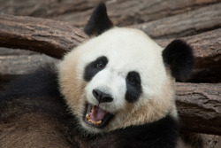 Giant Panda Photos