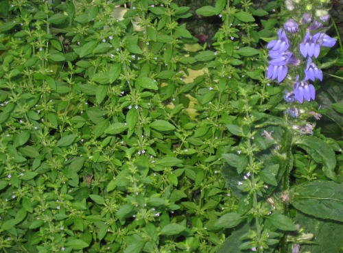 Reblogged for Wildflowers of the US.geopsych:The American pennyroyal, Hedeoma pulegioides, is in blo