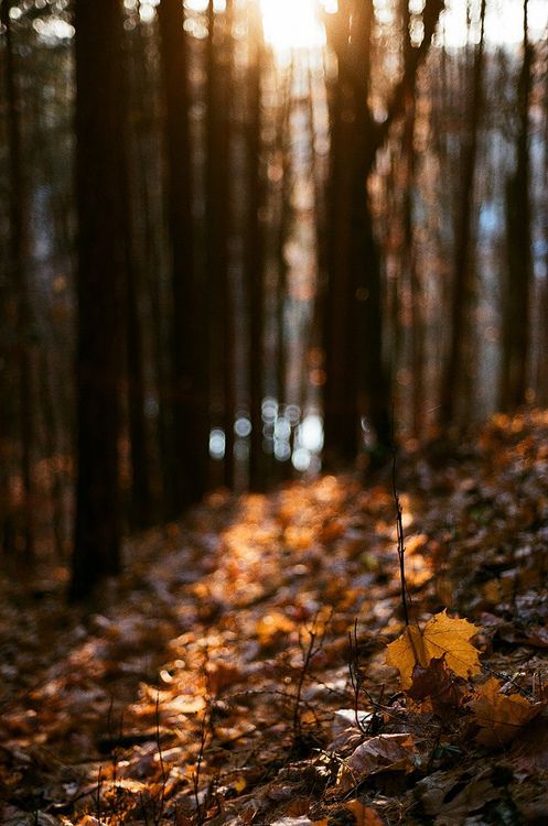 letsgoforahike:  Let’s Go For A Hike 