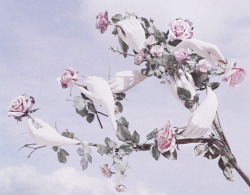 deprincessed:  Surreal rose plant featured in the editorial ‘Stranger Than Paradise’ shot by Tim Walker for W magazine 