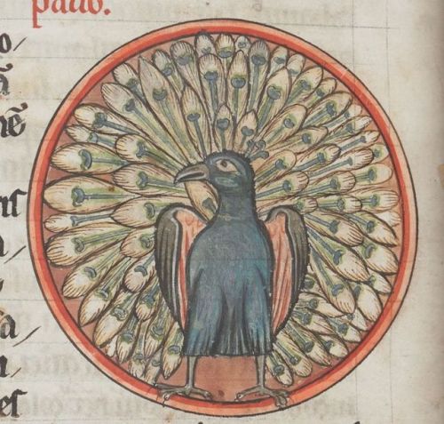 Peacock - Bestiary -Harley MS 4751 folio 54v