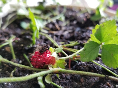 May or may not have caved and snagged a handful of wild strawberries from the park today. Doing a li