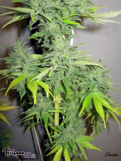 trichome-world:  (via Cheese Seedsman Week 8)