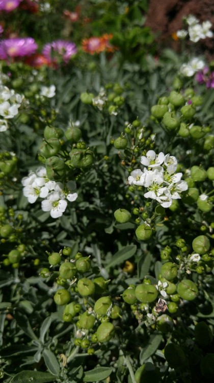 Ptilotrichum lapryrousianum is in the broccoli family Brassicaceae. Native to eastern Spain along th