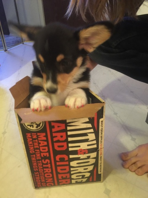 indigothecorgi:  Corg in a box (and other related containers)