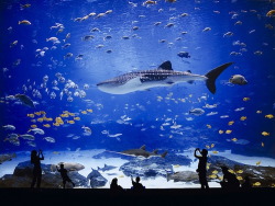 lettingthewaterholdmedown: marsgal27:   string-meese:   pardalia:   waht-do:  sixpenceee:  The Georgia Aquarium, located in Atlanta, Georgia, USA is the world’s largest aquarium with more than 8.5 million US gallons of marine and fresh water housing