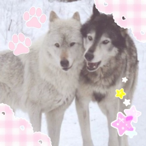 CUTE WOLVES!!!
