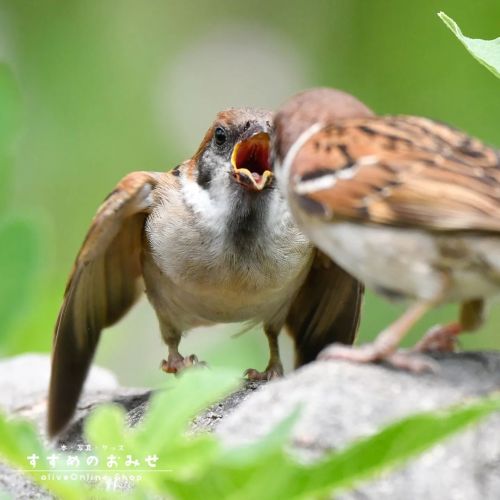 朝からはらぺこ スズメ物語「あした、どこかで。again 〜いのちの詩〜」 きらきらすずめ「六六だちゅん！」  #ちゅん活 #スズメ #sparrow #写真 #photo #photography 