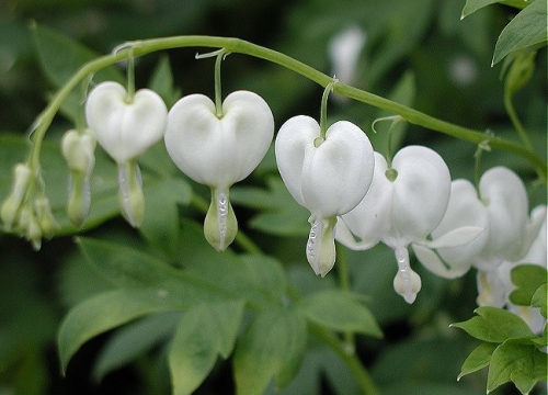 pocula-blog: dicentra spectabilis ‘alba’  - bleeding heart.