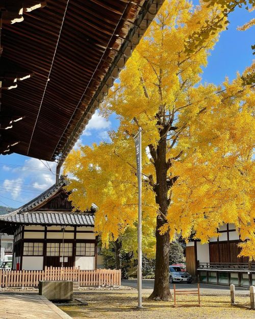 &rsquo; &rsquo; 【紅葉の京都】頂妙寺 銀杏 &rsquo; &rsquo; 2021.11.17撮影 &rsquo; &rsquo; #kyoto #京都 #頂妙寺 #紅葉 #autu