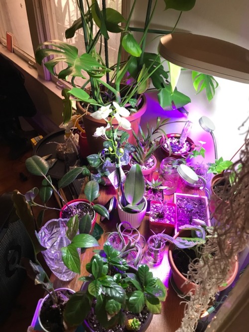 2.17.18 - Overdue update! I&rsquo;m not dead!!Here&rsquo;s my current growlight setup for the winter