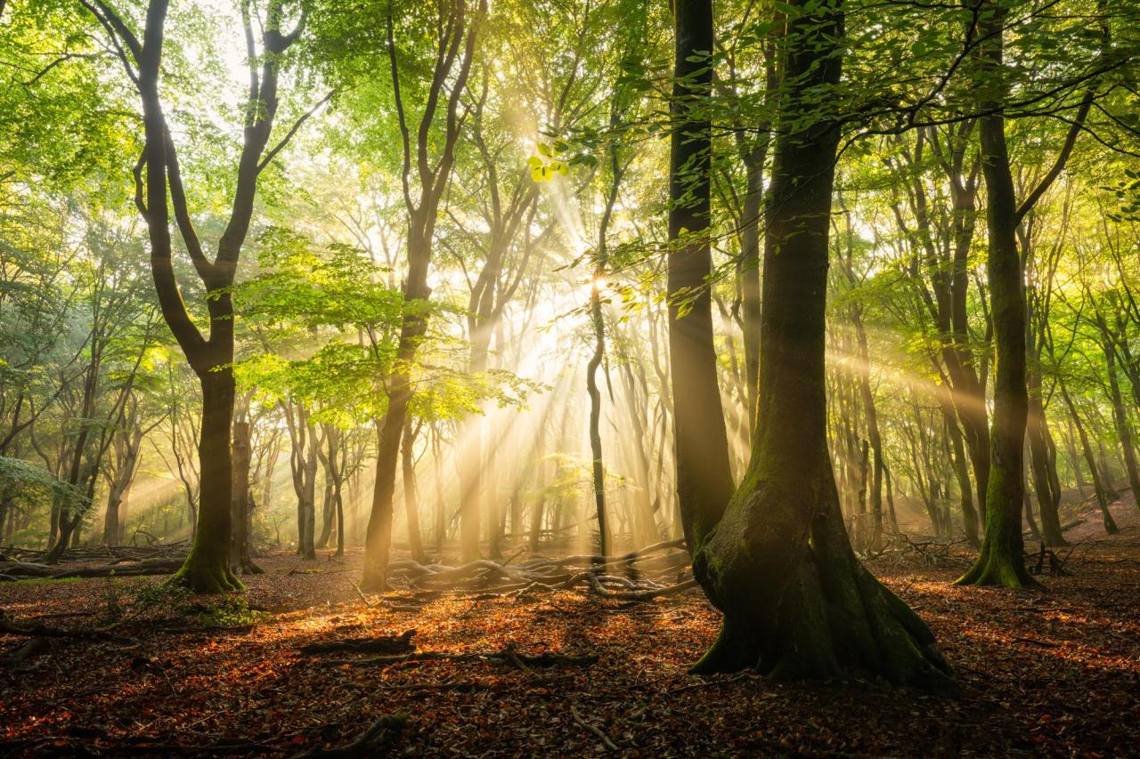 Morning light in the Dutch forest, The Netherlands (2000x1333)[OC] - Author: cryptodesign on reddit