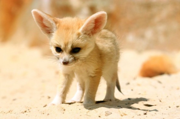 dynastylnoire:  s0ulonfire:  still crying over foxes over here  pokemon are real