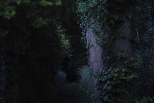 buron: Midsummer Eve (Secret Park) (xxviii)©sydburon - June ‘15