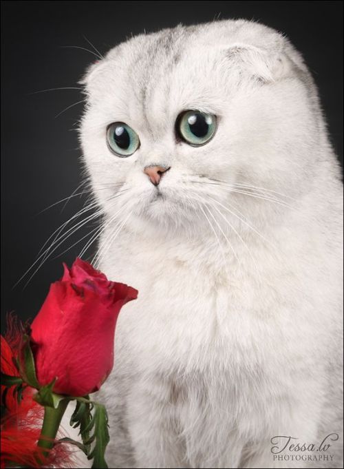 Scottish fold gentleman with a rose!© Photo by Tessa