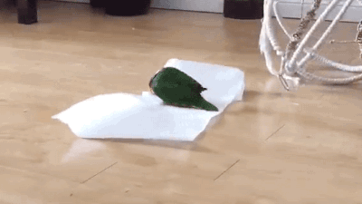 gifsboom:  Bird Plays With Paper Towel. [video] adult photos