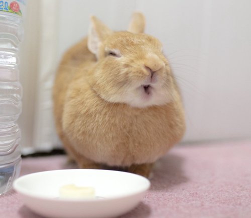 cuteanimals-only:  delish banana treat smile