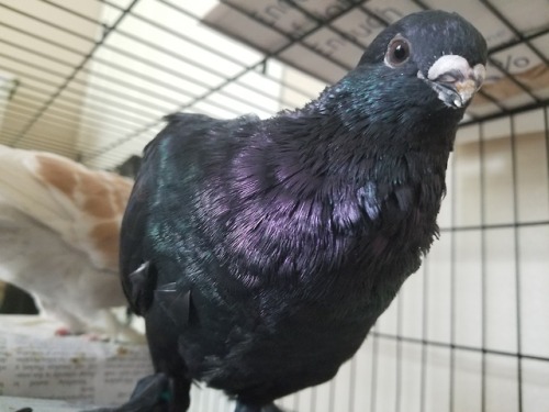 chickenkeeping:shes just purple