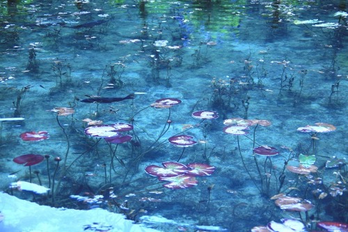 Yuunasara aka Sarayuna - Nameless Pond 名もなき池 aka Monet’s Pond located in Gifu Prefecture, Seki City,