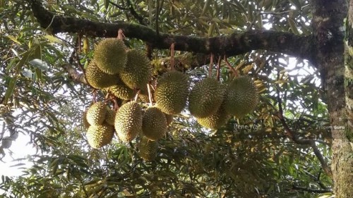 KUALA LUMPUR - The Musang King durian, likewise known by its...