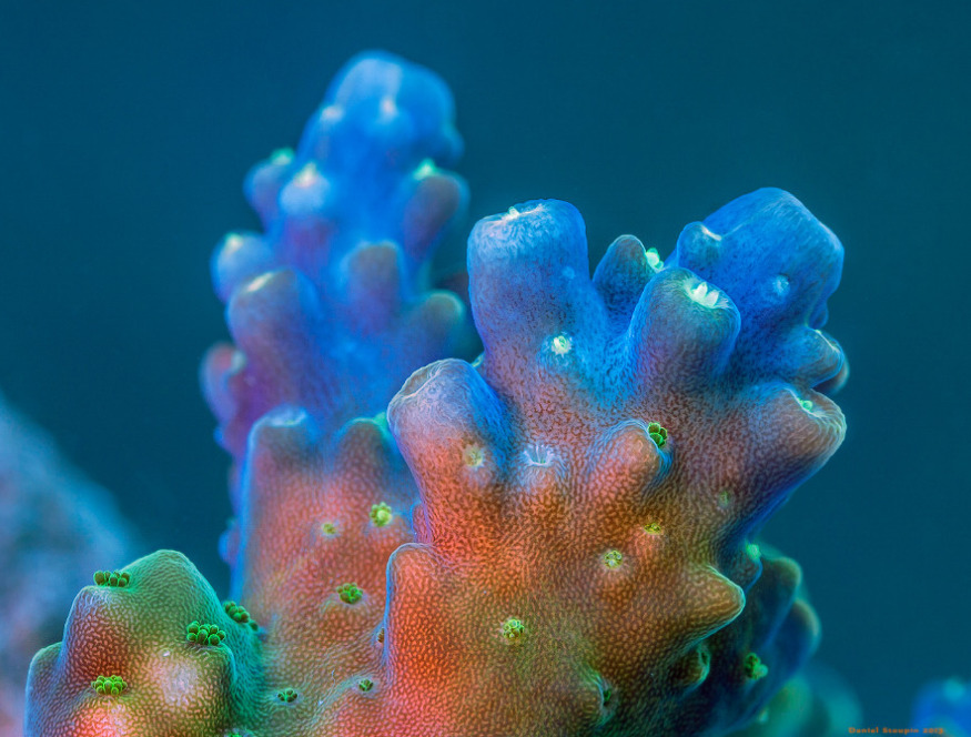 thelovelyseas:  Coral under high magnification by Daniel Stoupin