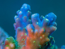 Thelovelyseas:  Coral Under High Magnification By Daniel Stoupin